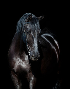 黑马肖像画在黑色的乌克图片