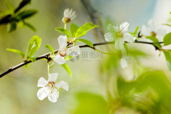 美丽花朵的微距摄影图片