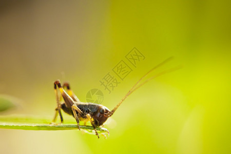 小蚂蚱的微距摄影图片