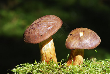 BayBolete蘑菇BoletusBadius在森图片