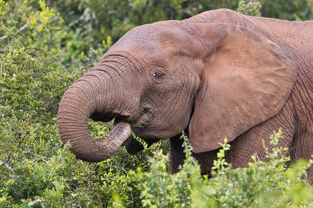 非洲大象loxodontaafricana在南非图片