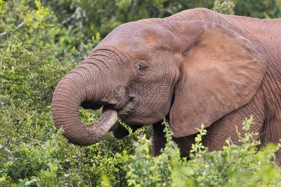 非洲大象loxodontaafricana在南非图片