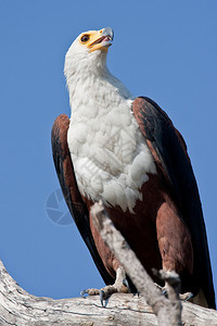 非洲南部非洲鱼鹰的肖像图片