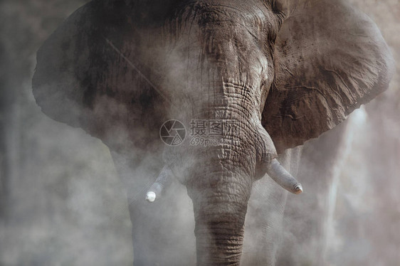 巨型大象在镜头前图片