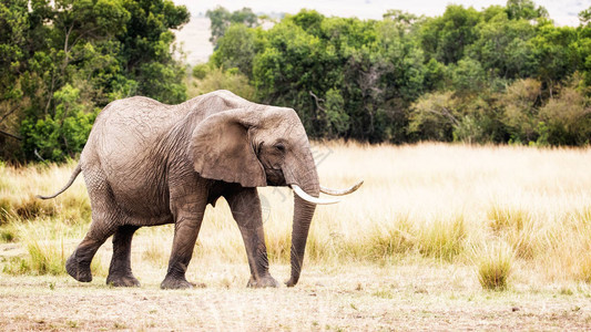 非洲大象穿过肯尼亚非洲草原的图片
