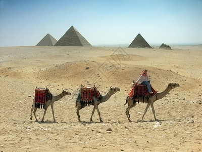 埃及金字塔附近沙漠的三辆骆驼大篷车图片