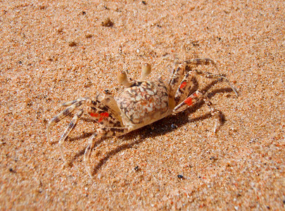 海边沙滩上的小螃蟹图片