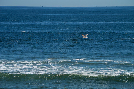 一只海鸥飞过泽西海岸的长滩岛图片