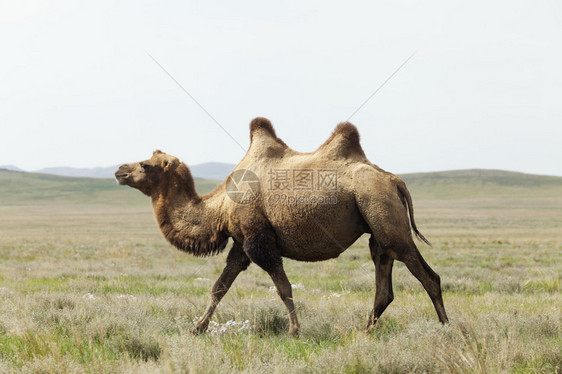 蒙古沙漠中的骆驼图片