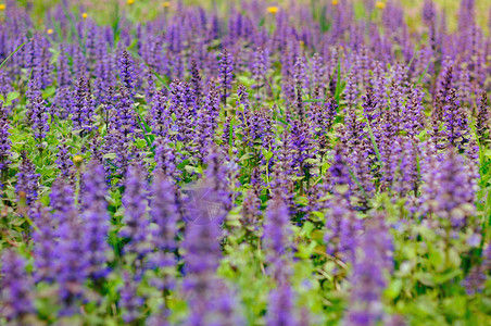 绿地的紫花背景图片