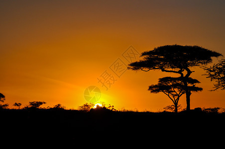 非洲大草原的日落图片