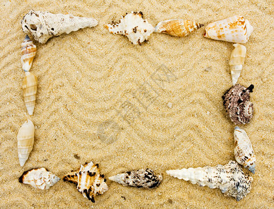 贝壳在沙子贝壳图片