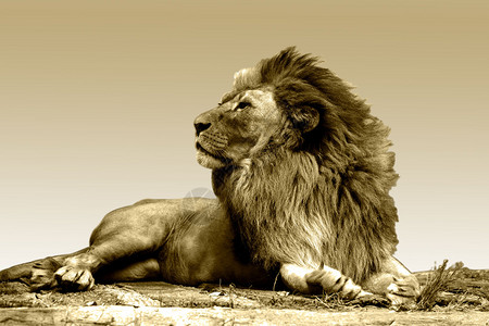 狮子的灰色调看起来有点像背景图片