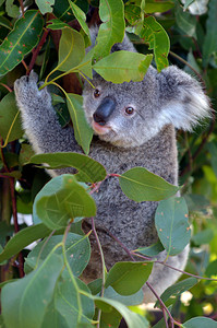 婴儿幼崽KoalaPhascolarctoscinereus爬图片