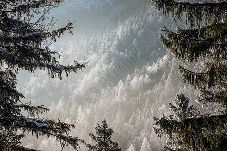 德国纽施旺斯坦城堡附近的雾中雪林有图片