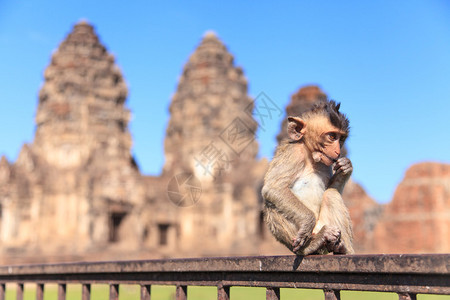 猴子在泰国洛普布里Lopburi的PrangSam图片