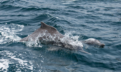 穆桑丹达姆沿海水域的海豚近图片