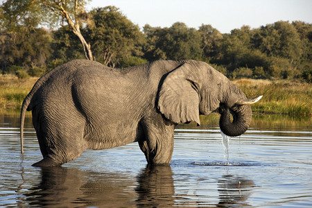 非洲大象LoxodontaAfricana在博茨瓦纳萨武提地区图片