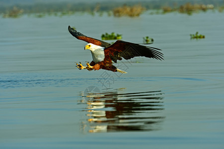 奈瓦沙湖上的白尾鹰图片