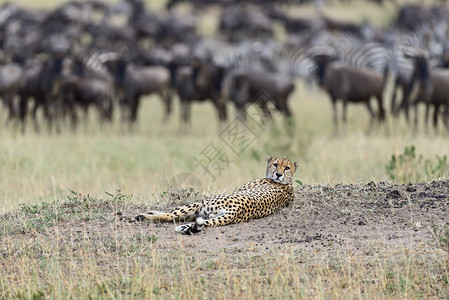 肯尼亚CheetahMasaiMara图片