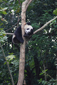 大熊猫Ailuropodamelanoleuc图片