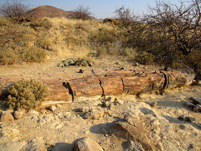 纳米比亚北部的石化树干图片