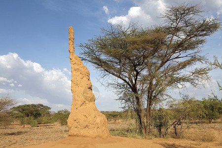 非洲大草原的白蚁丘图片