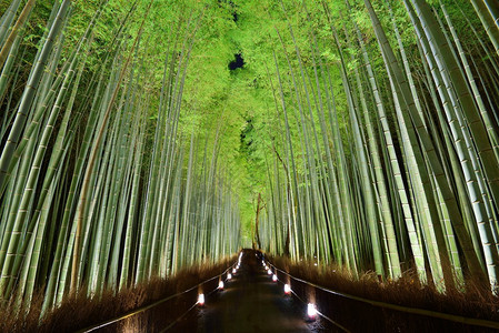 竹林高清图片日本小樽运河高清图片日本奈良伊水园日式花伊水日式花