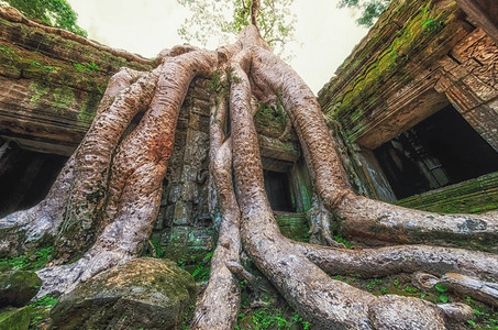TaProhm寺庙树根覆盖的树根柬埔图片