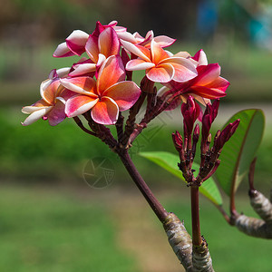 鸡蛋花特写背景图片