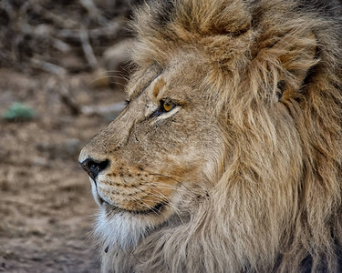 南部非洲成年雄狮子图片