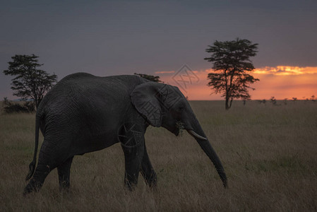 非洲大象在日落咀图片