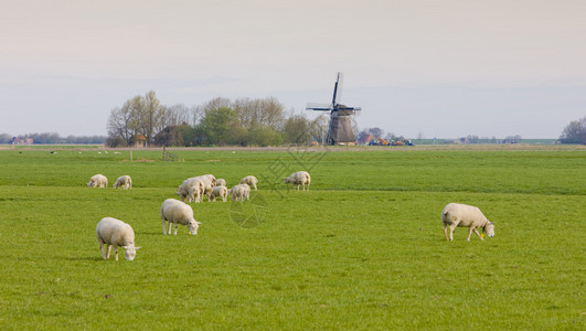 荷兰弗里斯兰Marrum附近图片