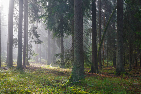 波兰欧洲比亚洛威扎森林的树苗上有蜘蛛网图片