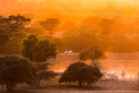 缅甸巴甘平原布尔马日落温暖的塔景色图片