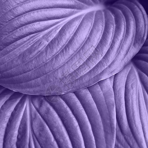 Hosta的叶子涂上紫外线颜色自图片