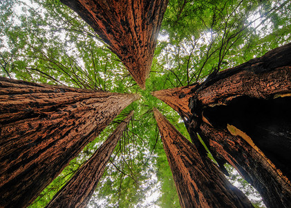 大盆地红杉州立公园的红杉树图片