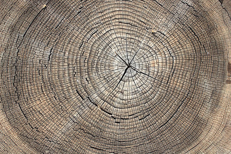 年轮墙贴图片素材大全_摄图网