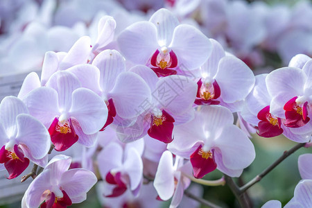 春天盛开的蝴蝶兰花点缀着大自然的美丽图片