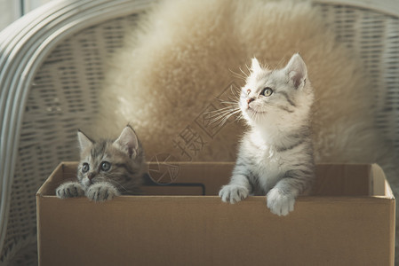 两只小可爱的小猫在盒子里寻找图片