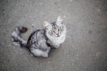 灰斑猫在沥青背景上浅的田地深度图片