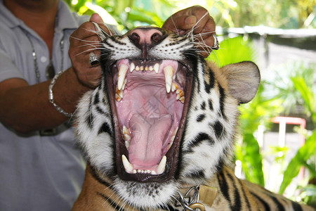 孟加拉虎的下巴被驯兽师撬开图片