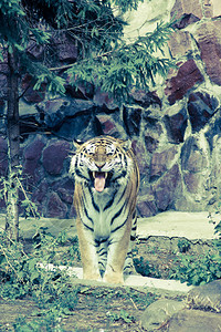 虎笑动物园图片