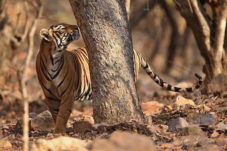老虎在自然栖息地野生动物场景与危险动物印度拉贾斯坦图片