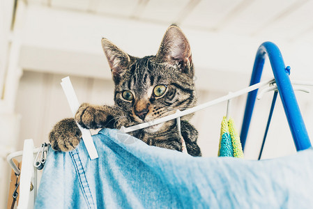 低角度的视野奇特的灰色小猫在衣服上马图片