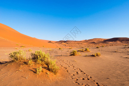 在Sossusvlei纳米布诺克卢夫特公园纳米比亚最佳旅游和旅游景点的风景秀丽的涟漪和沙丘上的脚印在非洲图片