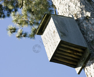 附在松树干上的蝙蝠屋图片