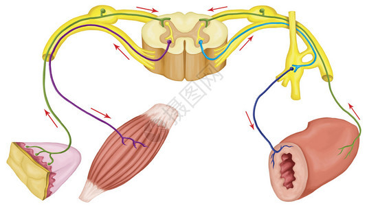 躯体和自动运反射躯体和自动神经系统外周和内脏神经系统身体和内脏功能的自愿背景图片