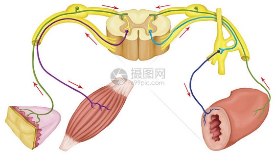 躯体和自动运反射躯体和自动神经系统外周和内脏神经系统身体和内脏功能的自愿图片