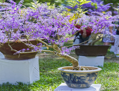 早春越南农历新年紫色盛开的杏花盆图片